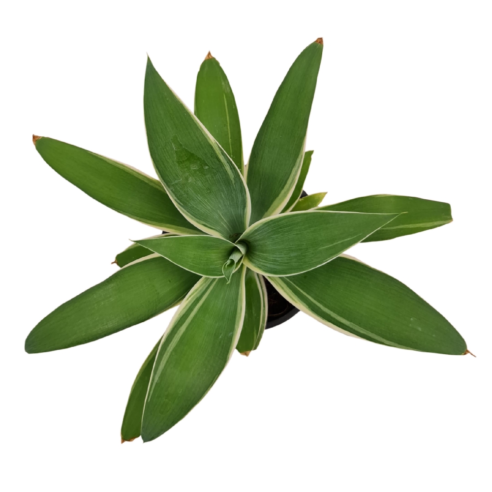 Tropica Nursery LLP