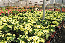 Euphorbia milii cultivation