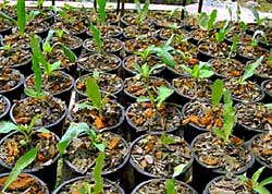 Euphorbia milii cultivation