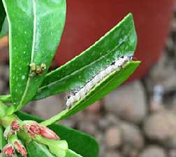 Euphorbia milii cultivation