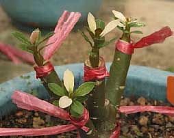 Euphorbia milii cultivation