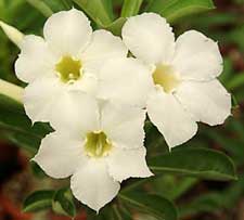 Euphorbia milii cultivation